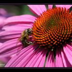 Auflösung zu "Gehirnjogging #5": eine Echinacea-Blüte