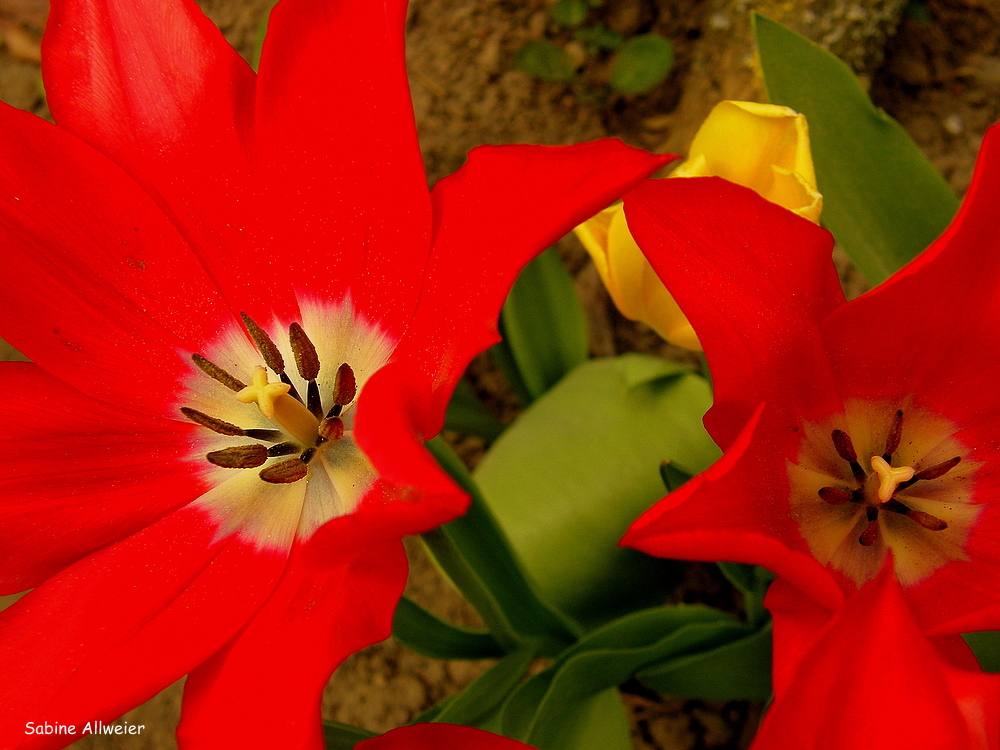 Auflösung zur besonderen Tulpe