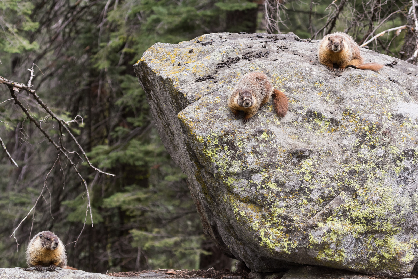 auf´m Kackfelsen