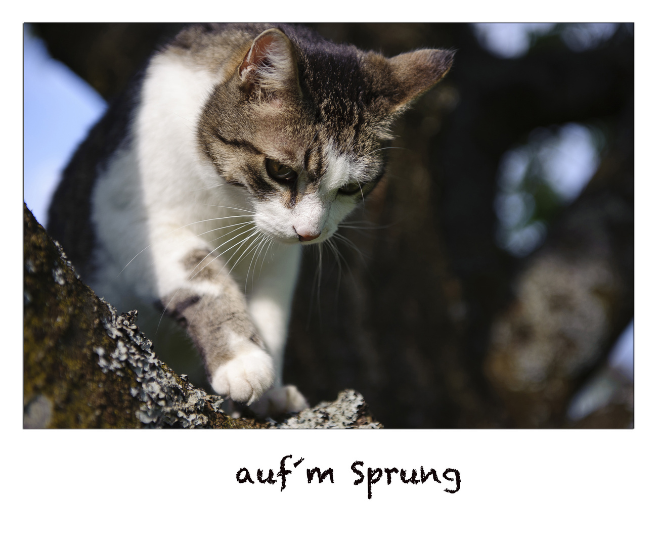 auf´m Sprung