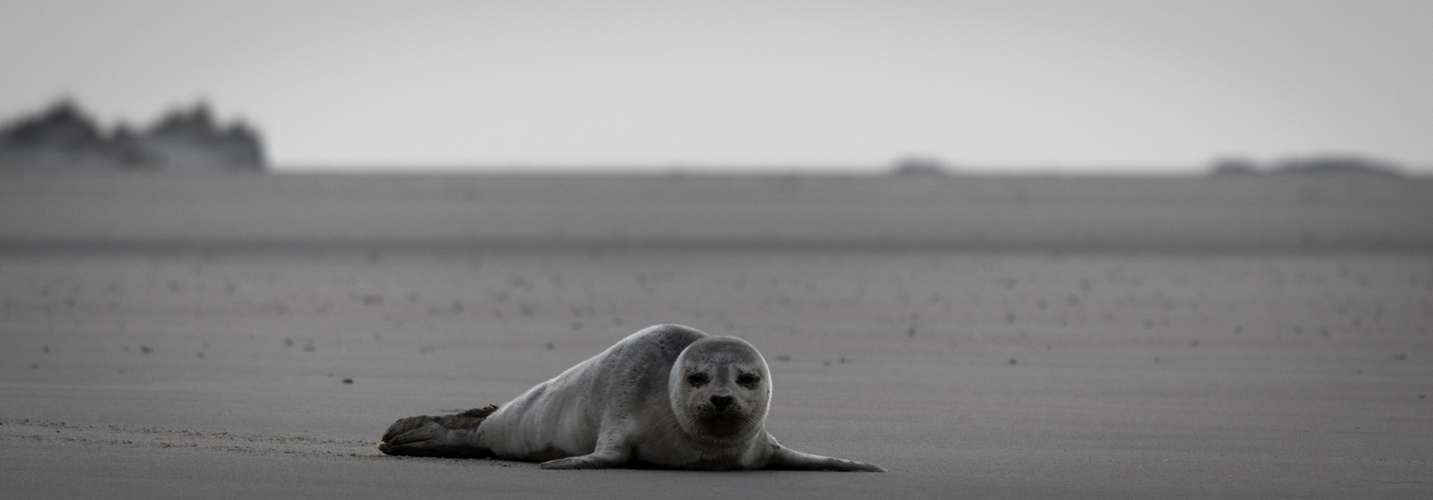 aufm-weg-ins-meer_16046220738_o