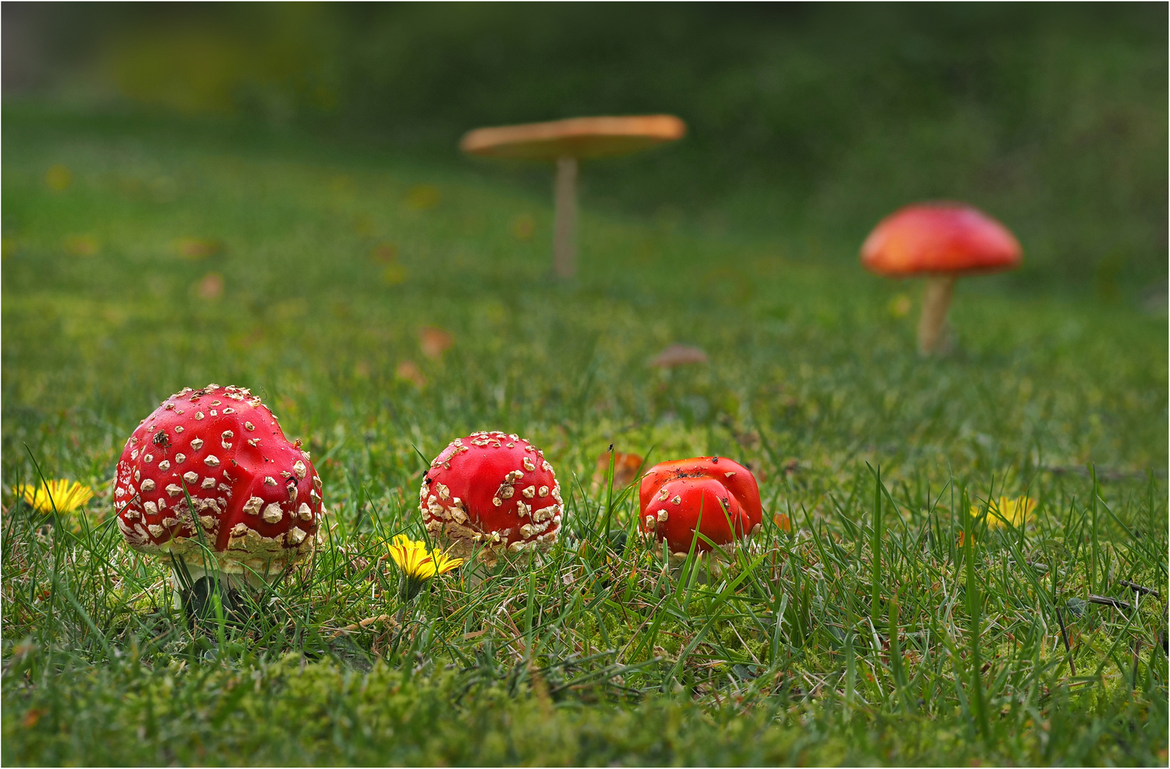 Aufmarsch der Fliegenpilze