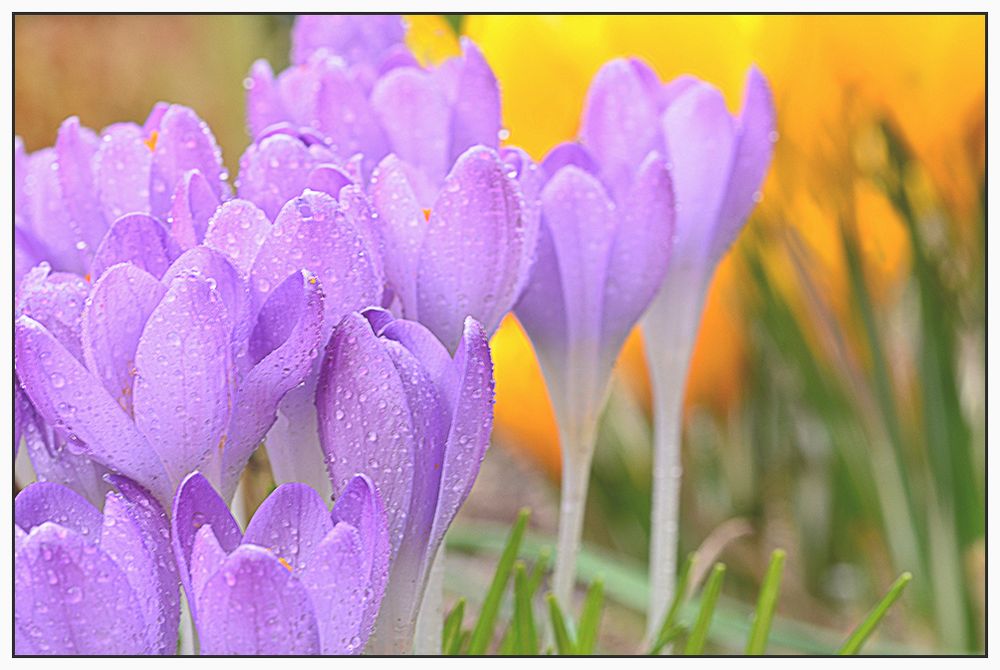 Aufmarsch der Frühaufsteher