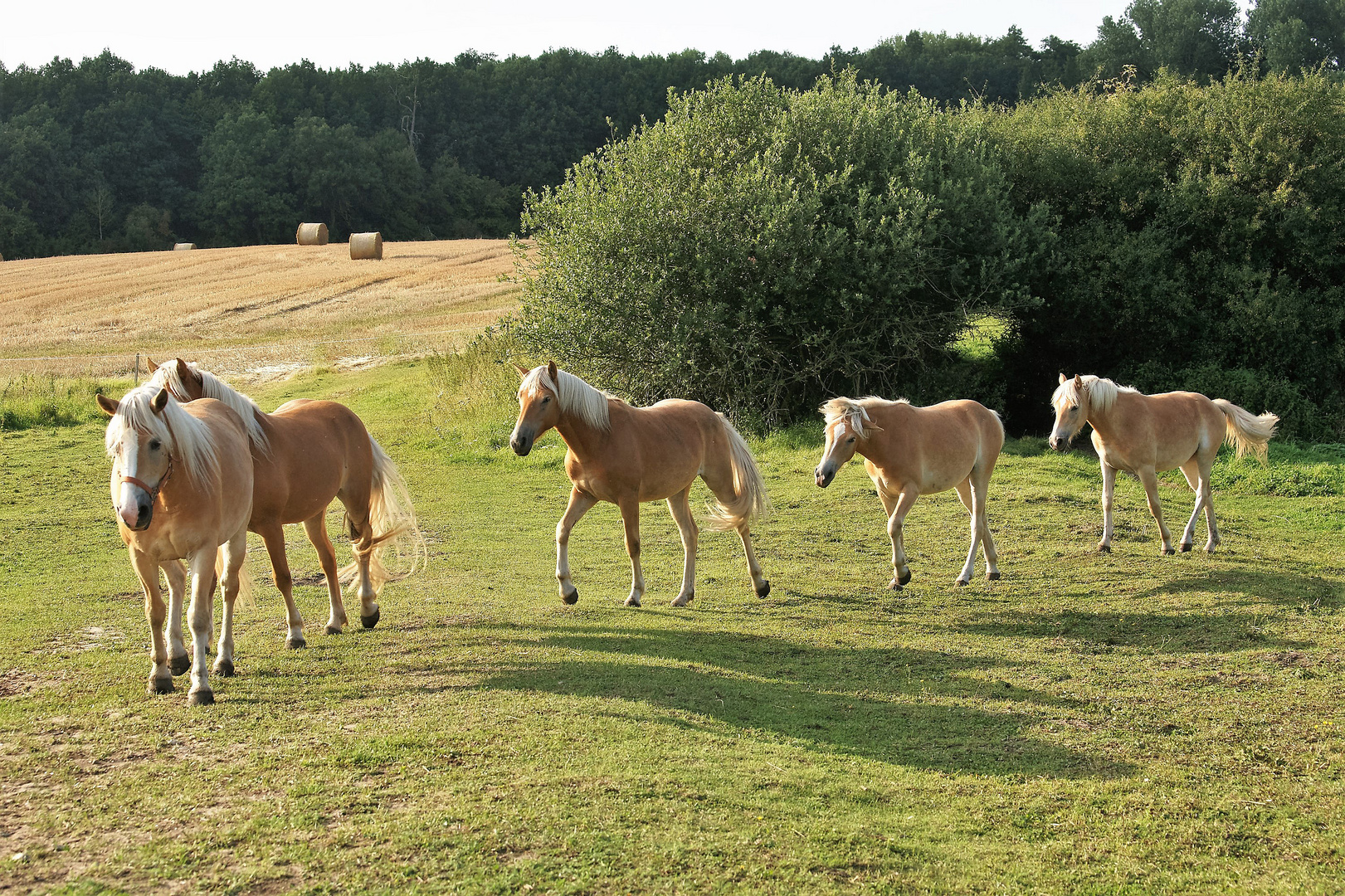 Aufmarsch der Haflinger.