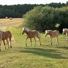 Aufmarsch der Haflinger.