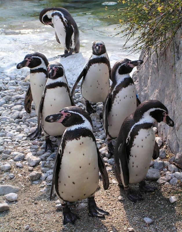 Aufmarsch der Humboldt pinguine