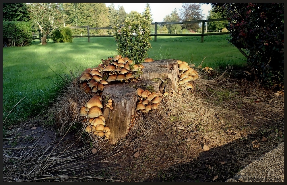 Aufmarsch der Pilze...