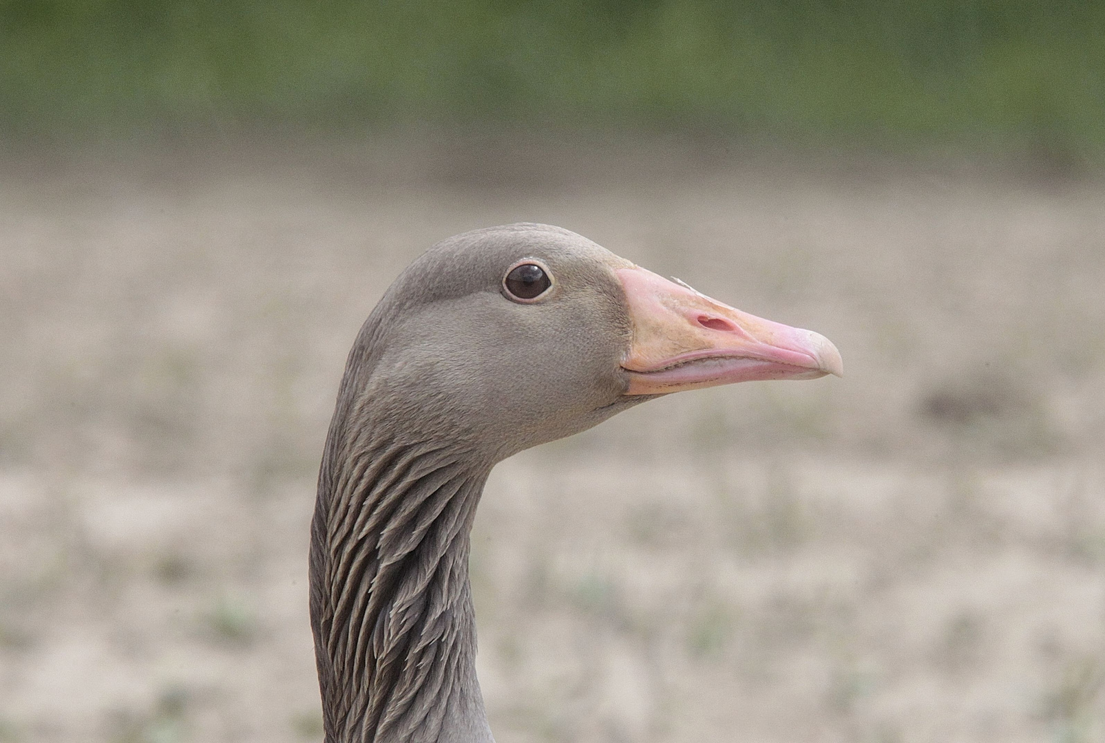 Aufmerksam