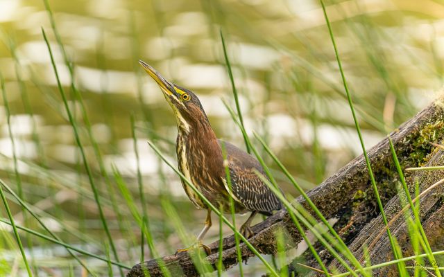 °°_Aufmerksam_°°