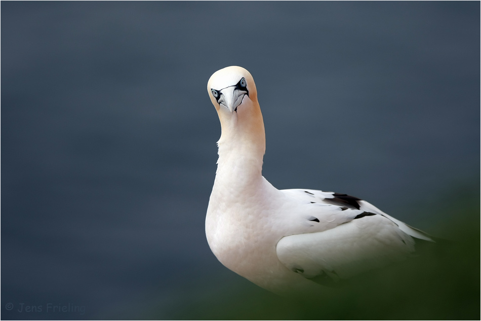 Aufmerksam Basstölpel auf Helgoland