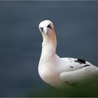 Aufmerksam Basstölpel auf Helgoland