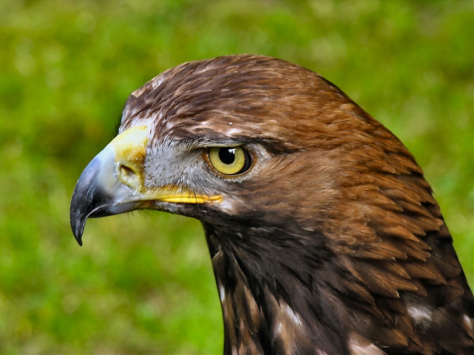 ...aufmerksam beobachtet der Steppenadler uns...