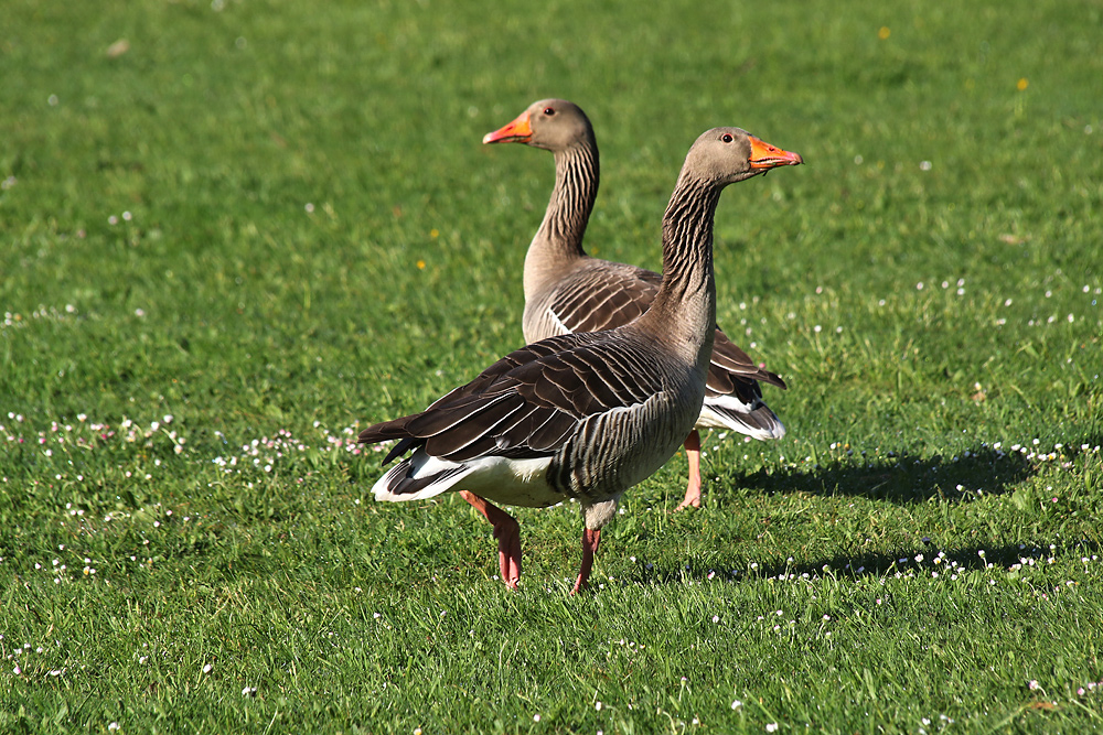 aufmerksam