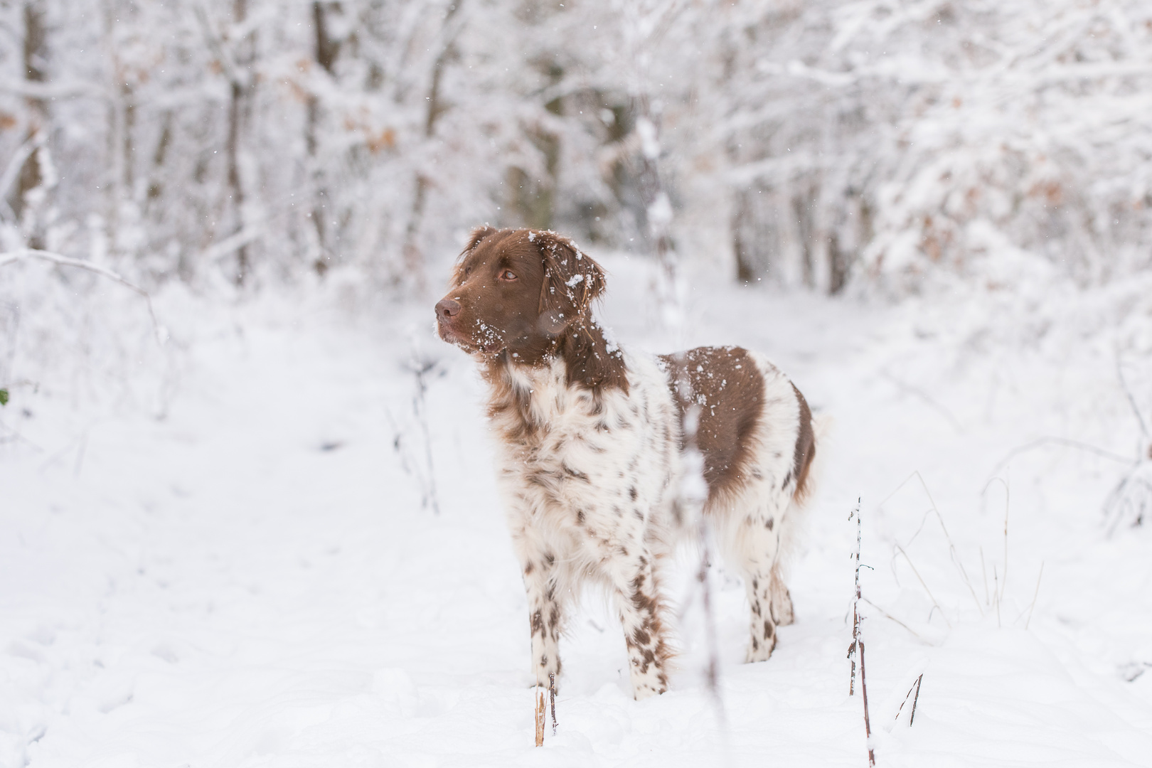 Aufmerksam im Winterwald...