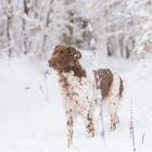 Aufmerksam im Winterwald...