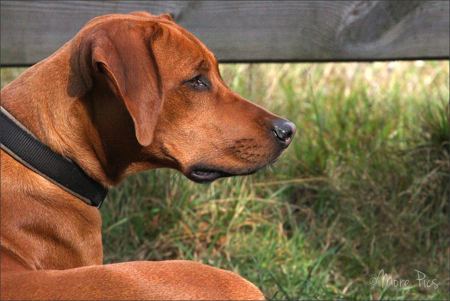 * Aufmerksam: Rhodesian Ridgeback *