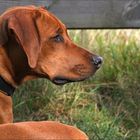 * Aufmerksam: Rhodesian Ridgeback *