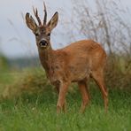 Aufmerksam schaut der Bock ...