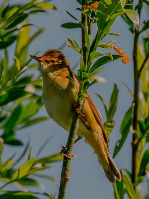 Aufmerksam, Sumpfrohrsänger