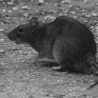 Aufmerksam und fluchtbereit: eine Ratte beim Abendessen