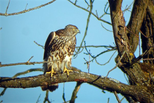 aufmerksam und gierig