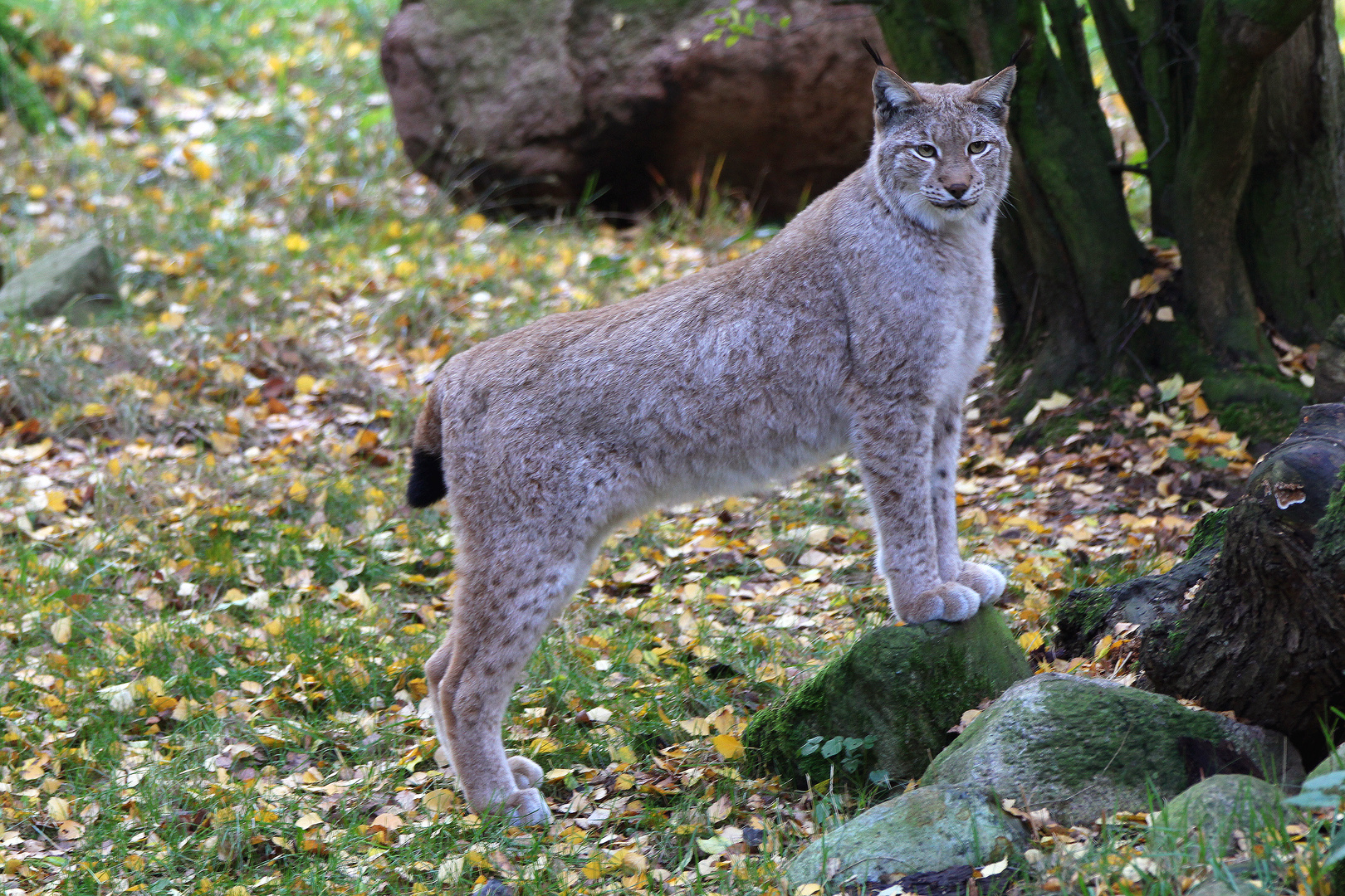 aufmerksam wie ein Luchs...