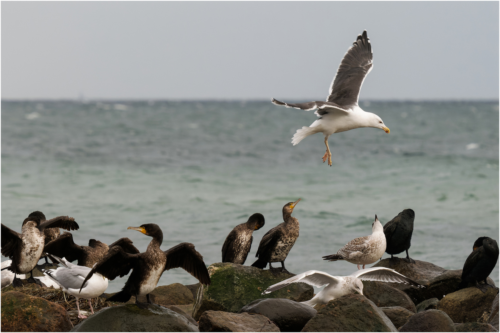 aufmerksam wird der Anflug der Möwe beobachtet  .....