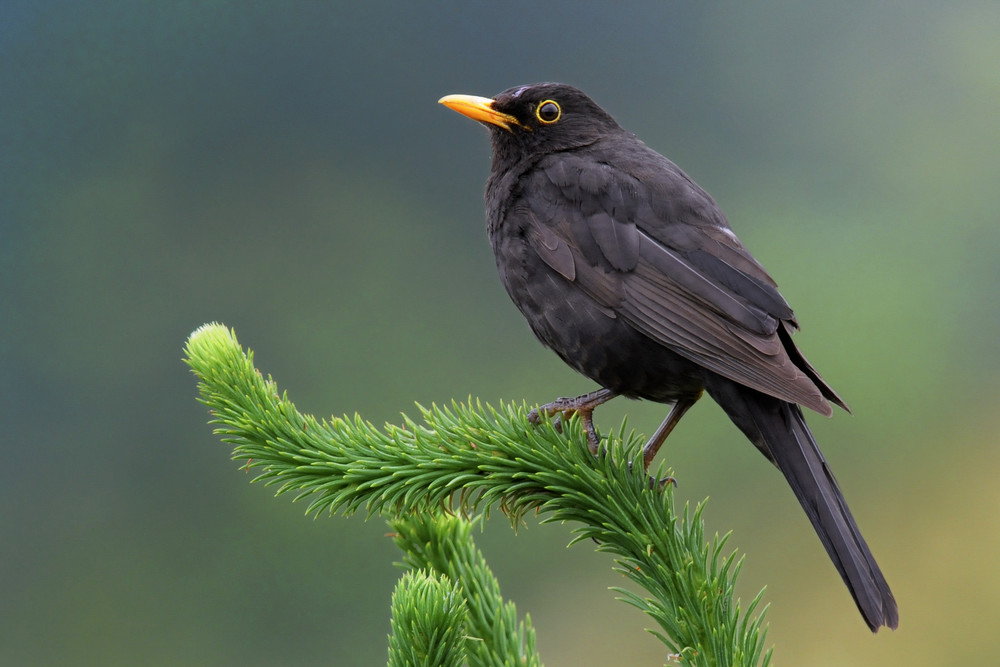 Aufmerksame Amsel