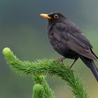 Aufmerksame Amsel