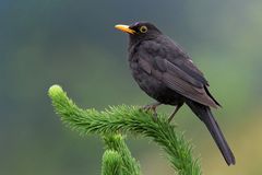 Aufmerksame Amsel