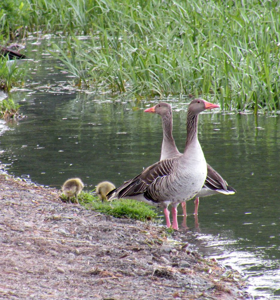 Aufmerksame Gänseeltern.