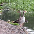 Aufmerksame Gänseeltern.