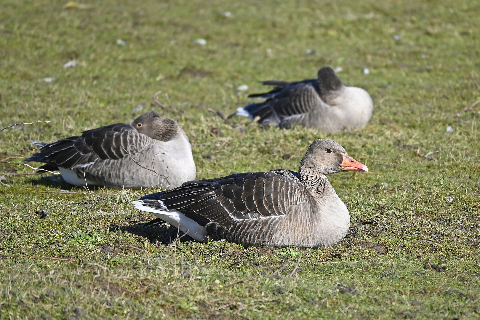 Aufmerksame Graugänse (Anser anser) ruhen auf der großen Borkumer Binnenweide (Ostfriesenstr.)