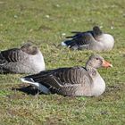 Aufmerksame Graugänse (Anser anser) ruhen auf der großen Borkumer Binnenweide (Ostfriesenstr.)