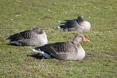 Aufmerksame Graugänse (Anser anser) ruhen auf der großen Borkumer Binnenweide (Ostfriesenstr.)