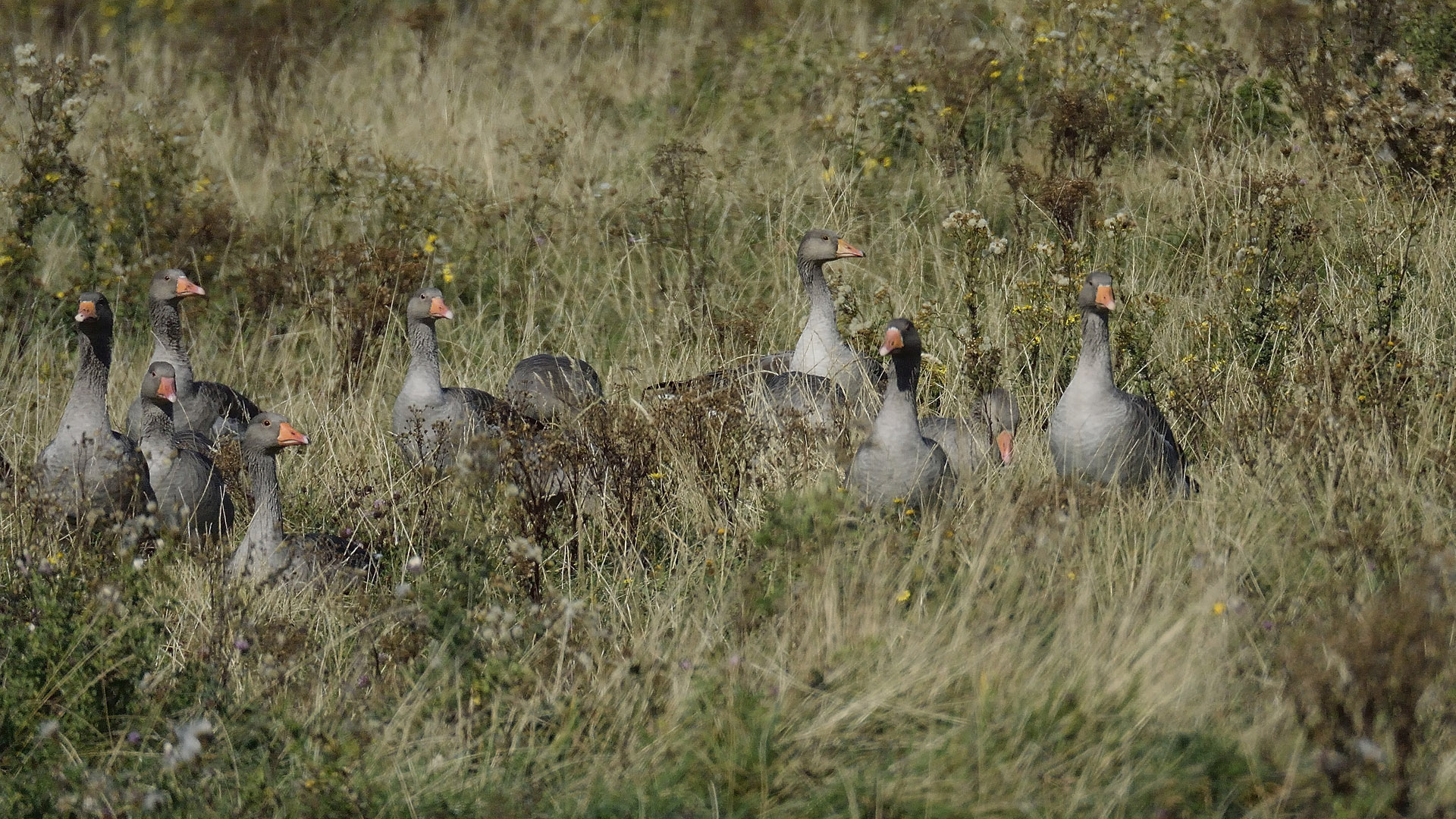 Aufmerksame Graugänse auf einer Naturwiese an der Westerscheldemündung