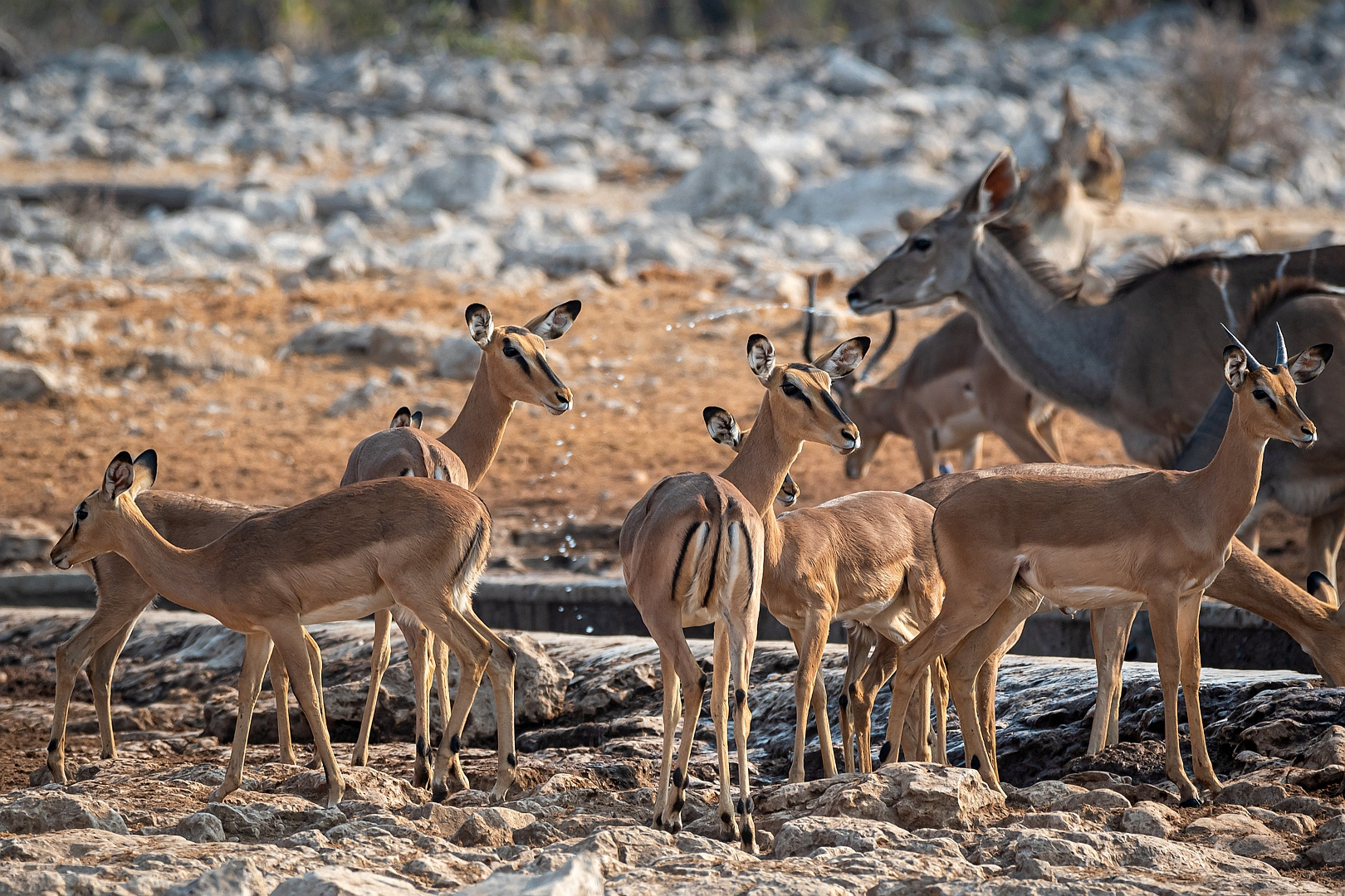 Aufmerksame Impalas