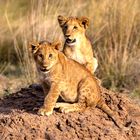 Aufmerksame Löwenkinder - Massai Mara im August 2022