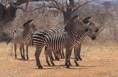 Aufmerksame Zebras