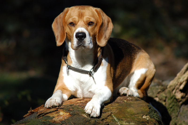 Aufmerksamer Beagle