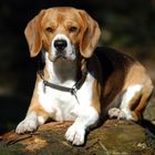 Aufmerksamer Beagle