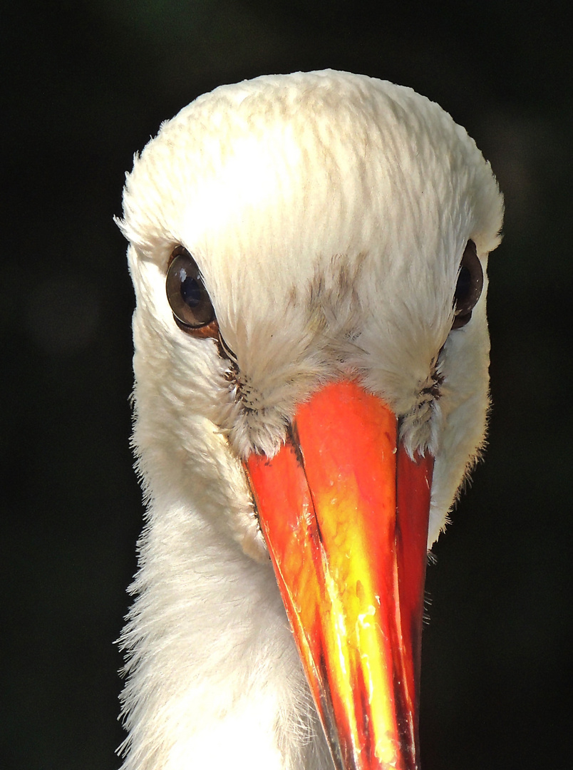 Aufmerksamer Blick