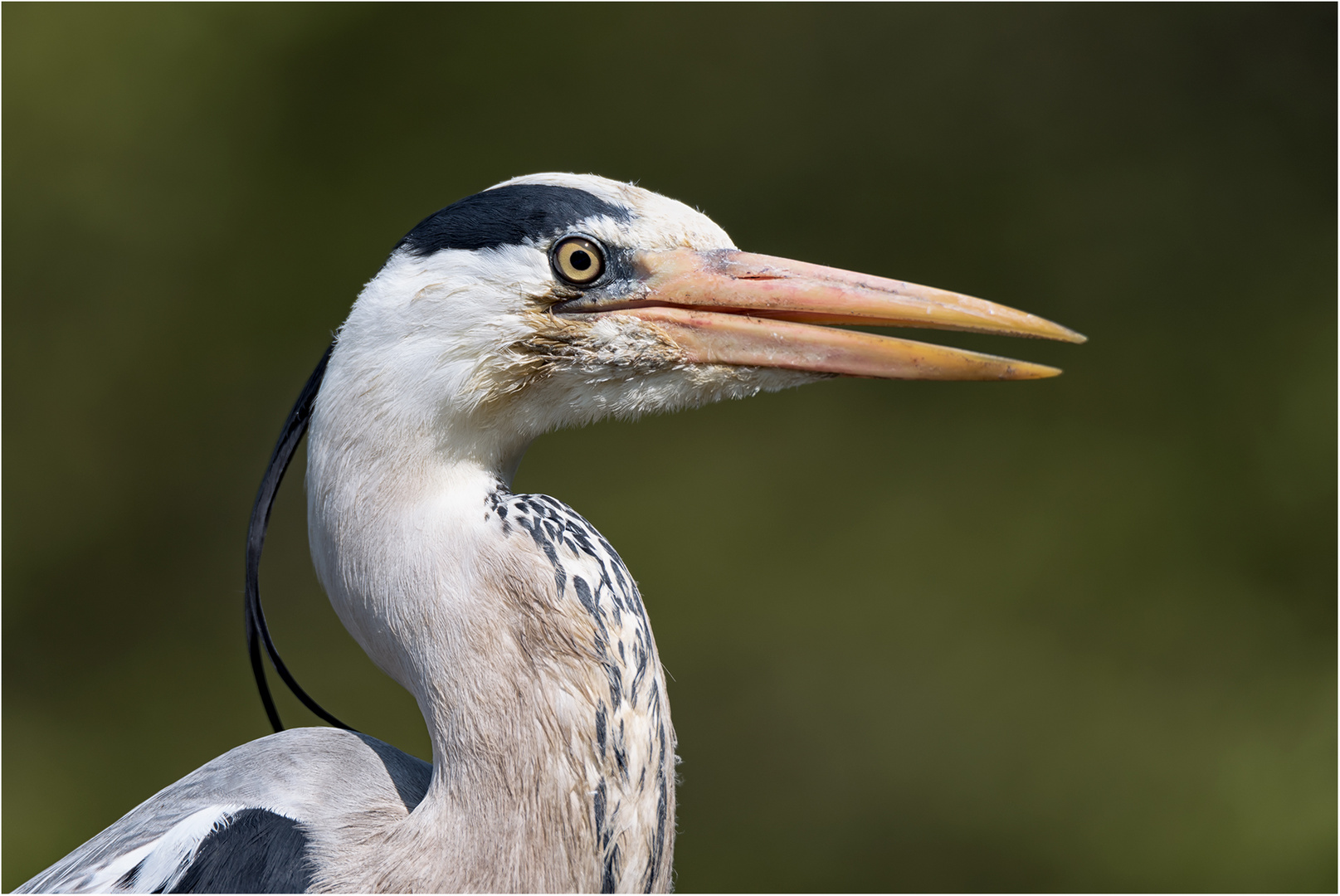 Aufmerksamer Blick