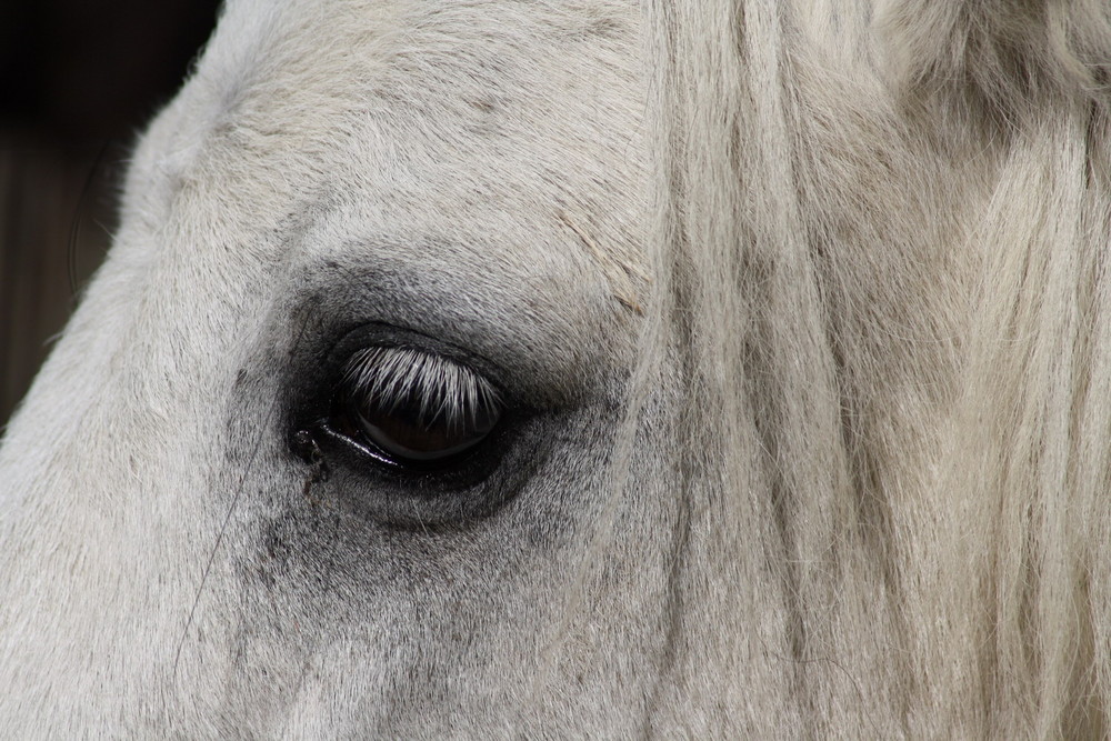 Aufmerksamer Blick