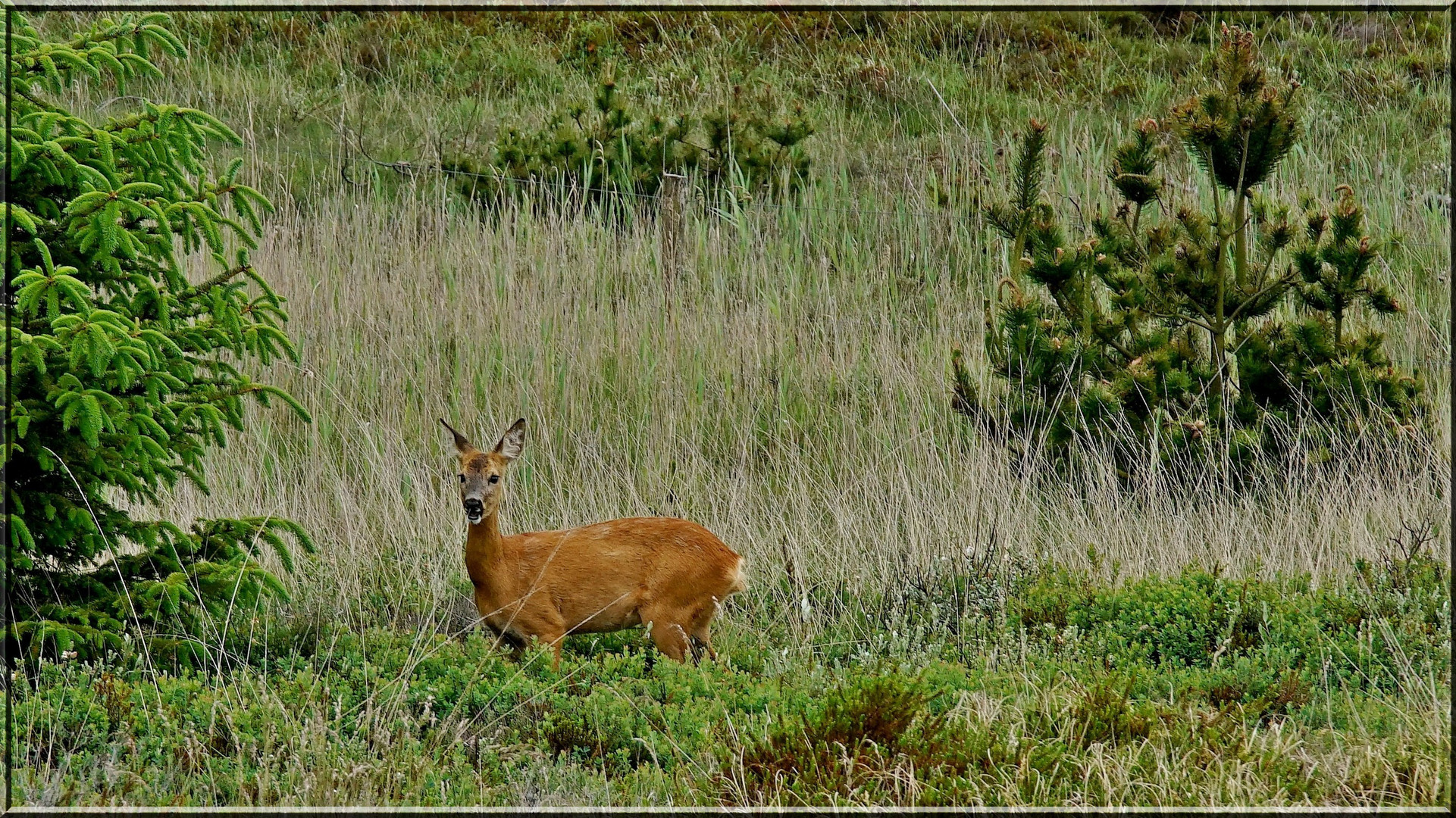 Aufmerksamer Blick in die Natur