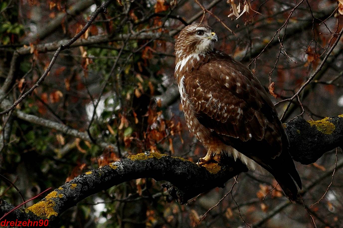 Aufmerksamer Bussard