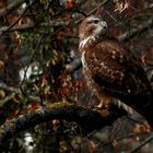 Aufmerksamer Bussard