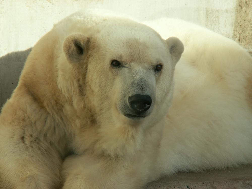 aufmerksamer Eisbär