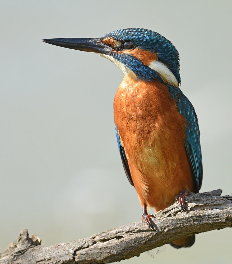 Aufmerksamer Eisvogel