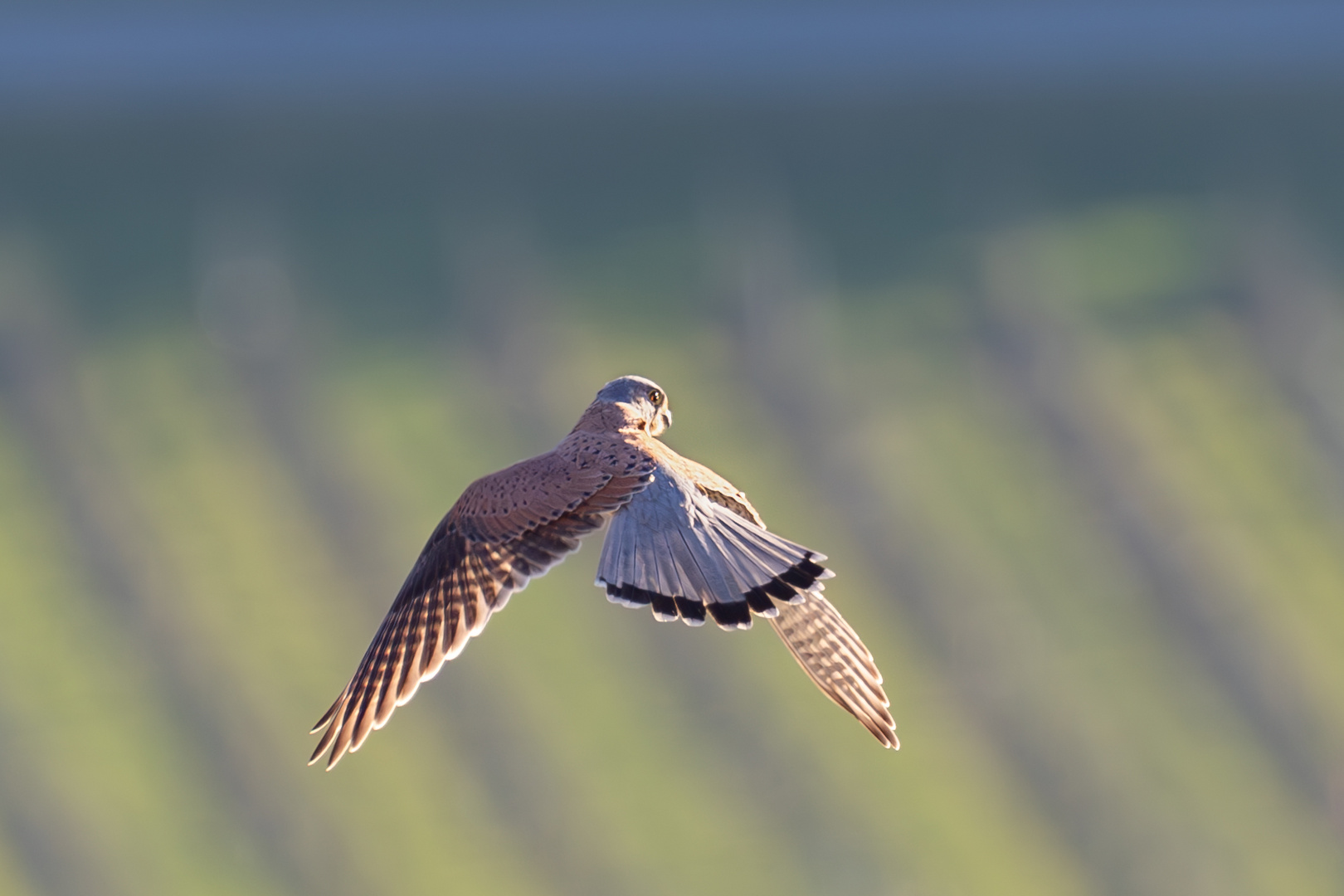 Aufmerksamer Falke im Flug